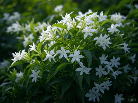 Star Jasmine Plant - 1 Rooted Stem - Trachelospermum jasminoides - Fragrant Climbing Vine for Gardens and Espalier