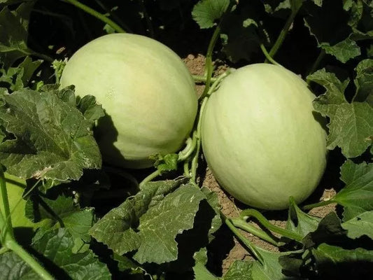 Honeydew Melon Seeds, NON-GMO, Green Flesh, Varied Sizes, Cucumis melo