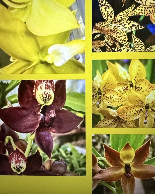 Orchid Plant Cyc 1 Sup Bare Root - No Tag, Tropical Orchid, Cymbidium Hybrid