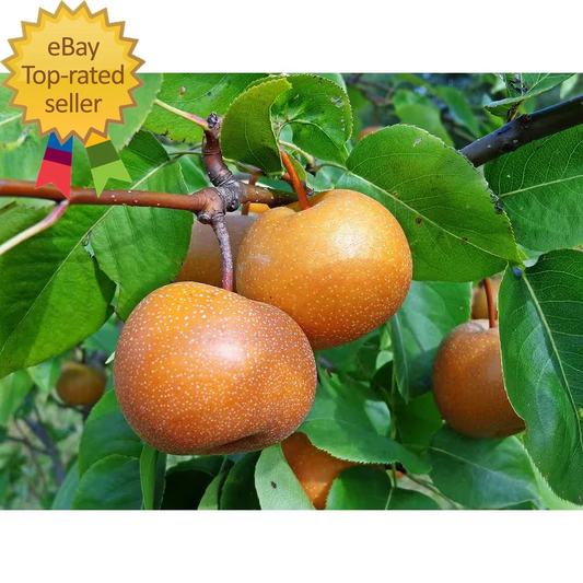Dwarf Chojuro Asian Pear Tree Bare Root - Pyrus pyrifolia, Fruit Tree for Home Garden, Sweet Pear Variety