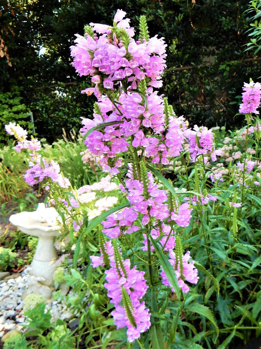 Obedient Plant - Shallow Water Plants - 10 Live Plants - Physostegia virginiana - False Dragonhead