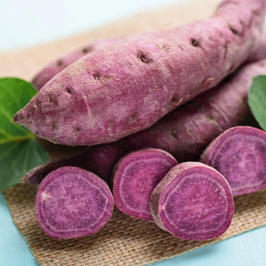 Organic Purple Sweet Potato Yams - 5 Pounds - Ready to Grow - Ipomoea batatas