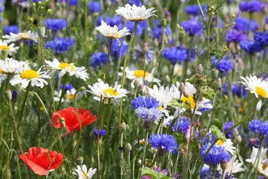 Red White & Blue Wildflower Mix - 1000+ Seeds - Colorful & Drought Resistant - Attracts Bees - Perfect for Pollinator Gardens