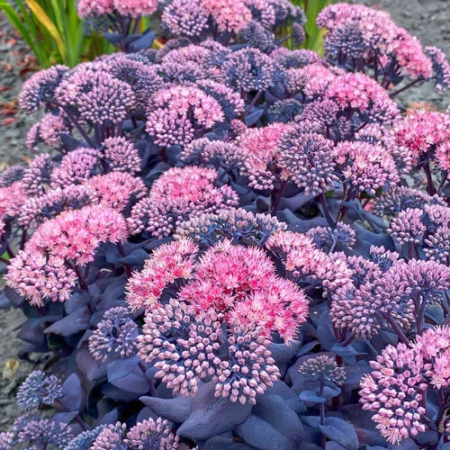 Sedum Mojave Jewels Sapphire Plant - Hardy Perennial Succulent for Summer Garden Bloom - Drought Tolerant Ground Cover