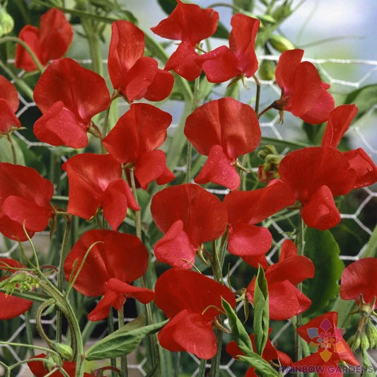 Royal Scarlet Sweet Pea Seeds - 50+ Pack for Garden Planting - Lathyrus odoratus - USA