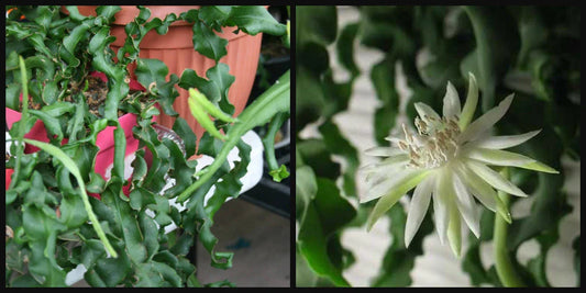 Epiphyllum Cutting 12" Guatemalense Monstrose Curly Locks Orchid Cactus