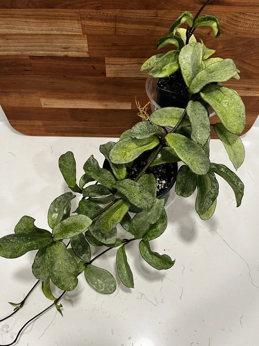 Hoya Carnosa 'Grey Ghost' Rooted Cutting, Rare Houseplant, Easy Care Indoor Plant, Exotic Foliage Plant