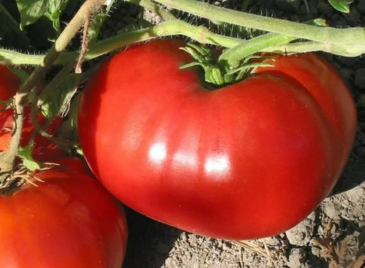 Non-GMO Tomato Seeds - World Record Beefsteak - Heirloom Variety - Delicious Flavor - Free Shipping