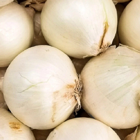 Early White Grano Onion Seeds | NON-GMO Heirloom | Fresh Garden Seeds | Allium cepa