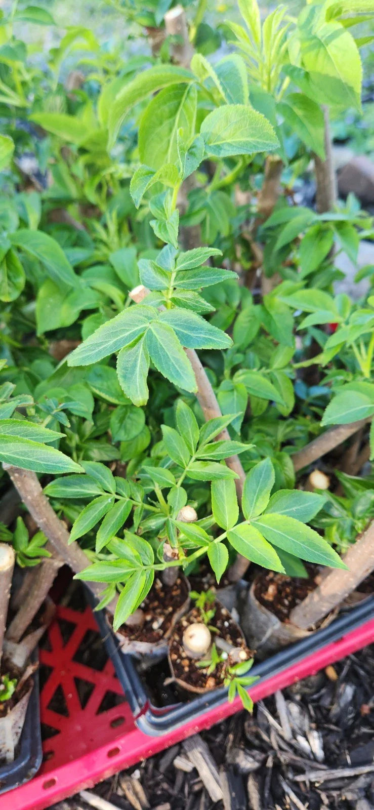 Black Elderberry Plants - 2 Live Rooted Cuttings - Sambucus - Organic Bush for Garden or Landscape