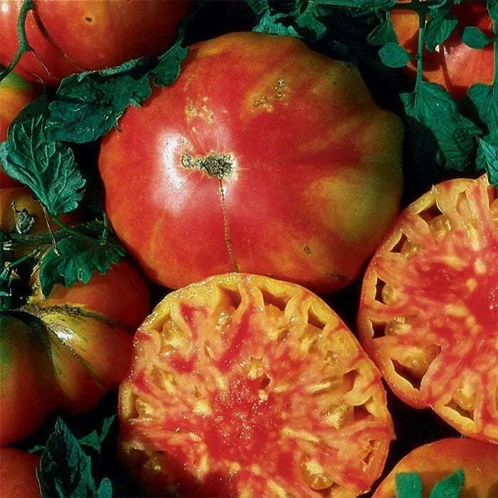 Hillbilly Tomato Seeds - 120+ Heirloom Organic Non-GMO - Rare Variety - Fresh Seed Pack