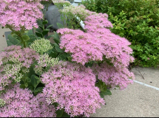 Sedum Cutting 'Autumn Joy' | 1pc Sedum Stonecrop | Hardy Succulent Plant for Easy Care