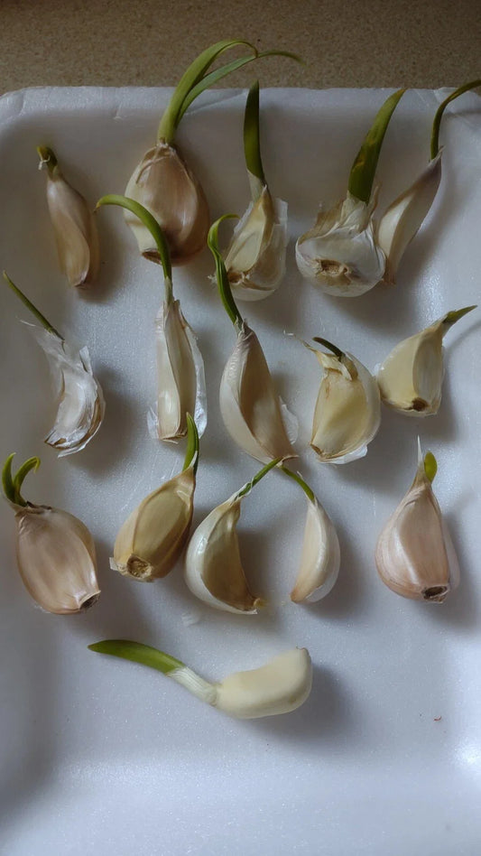 Organic Large Garlic Cloves for Planting - 15 Pack - Allium sativum