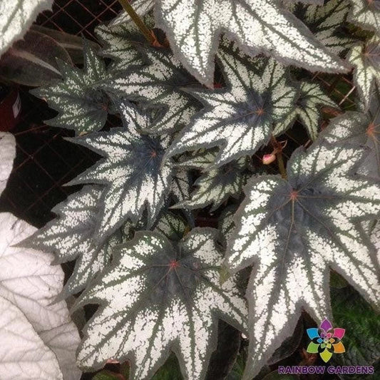 Little Brother Montgomery Begonia - 25+ Seeds - Tropical Foliage - Begonia 'Little Brother Montgomery'