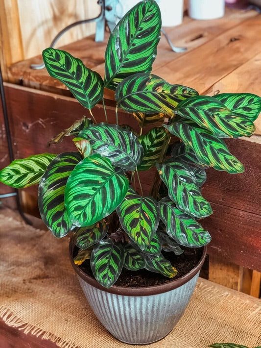 Peacock Calathea Seeds - 25+ Count - Indoor/Outdoor Garden Planting - Calathea Makoyana - USA Shipping