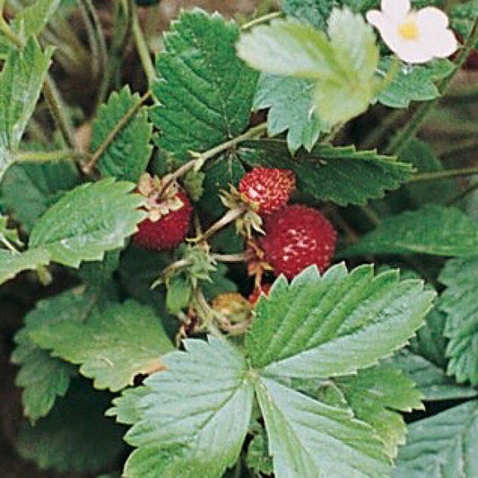 Strawberry Seeds 50+ Heirloom Alexandria Varieties - Fragaria x ananassa - USA Grown