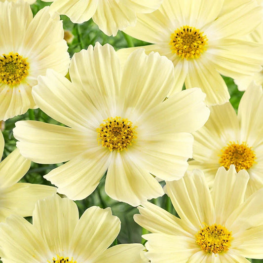 Lemonade Cosmos Seeds - 200+ Pack for Garden Planting - Bright Yellow Flowers - Cosmos bipinnatus