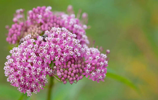 Swamp Milkweed Seeds, 25 Count, Rose Milkweed, Asclepias Incarnata, Easy Grow, Native Pollinator Plant