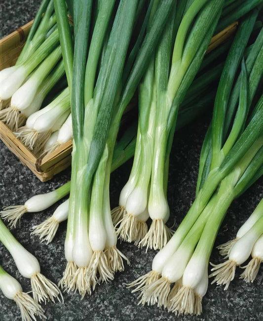 500 White Lisbon Onion Seeds - Non-GMO Scallion/Bunching - Heirloom Variety - Fresh Onion Seeds