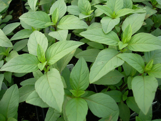 Lime Basil Seeds Packets, Hoary Basil, NON-GMO, Herb Garden Starter, Ocimum basilicum var. citriodorum