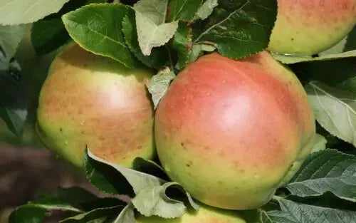 Scotch Dumpling Apple Seeds - 25+ Pack for Garden Planting - Malus domestica - Heirloom Variety - USA