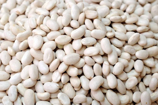 Navy Bean Seeds - 50 Count - White Kidney Beans - Phaseolus vulgaris