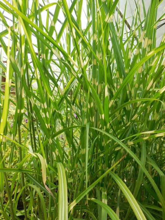 Porcupine Grass Potted Live Clumps - Fully Rooted Ornamental Grass - Miscanthus sinensis 'Strictus'