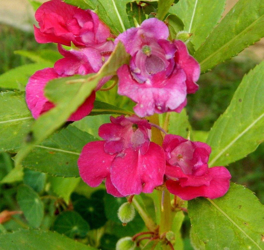 Balsam Camellia Seeds - 100+ Impatiens Balsamina Flower Annual - Non-GMO - Garden Seeds - USA