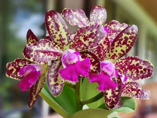 Rhyncholaeliocattleya Yuan Dung Python “Passion Fruit” Orchid Plant, BS 4” - Exotic Flowering Orchid for Home Decor