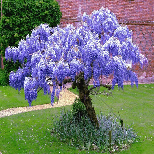 Chinese Blue Wisteria Seeds - 10 Pack - Hardy Flowering Vine - Wisteria sinensis - Ideal for Bonsai or Garden Planting