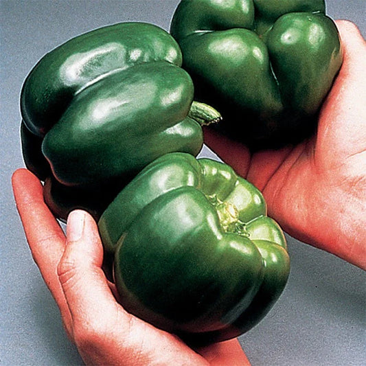 California Wonder Bell Pepper Seeds - 30+ Heirloom Non-GMO - Capsicum annuum - Fresh Quality