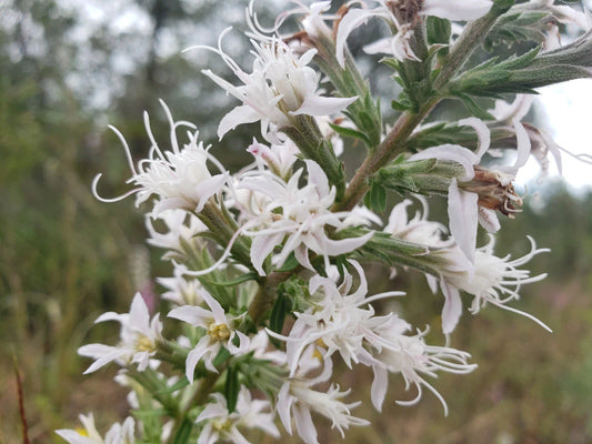 Elegant Blazingstar Seeds | 25 Count | White Flowering Gayfeather | Liatris elegans