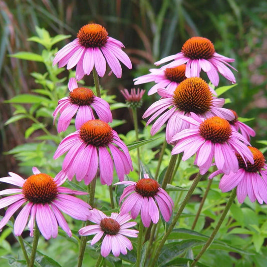 Purple Coneflower Seeds - 2025 Planting USA Garden Flower - Echinacea purpurea - Hedgehog Cone Variety