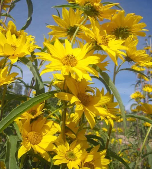 Maximilian Sunflower Seeds 50+ Pack | Helianthus Maximiliani | Perennial Flower Seeds | USA Grown