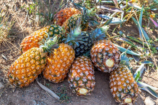 Pernambuco Pineapple Seeds - 15+ Premium Seeds for Garden Planting - Ananas comosus - USA Free Shipping