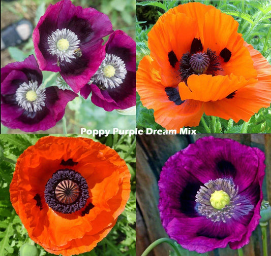 Poppy Seeds Mix - Purple Dream, Lauren's Grape & Prince of Orange - Non-GMO 500 Seeds for Garden Planting