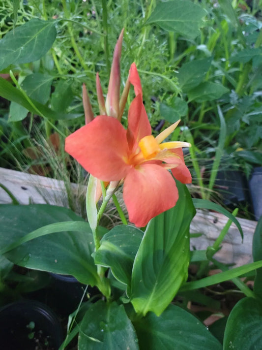 Canna Cannova Orange Shades Live Plant Plugs - 4 Count, Garden Planters, Rooted, May
