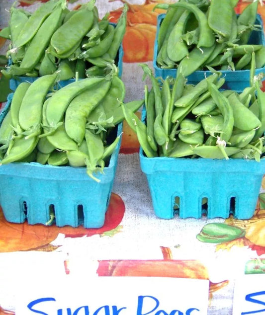 Oregon Sugar Pod Pea Seeds - 100 Seeds - Snow Pea - Pisum sativum - GroCo USA