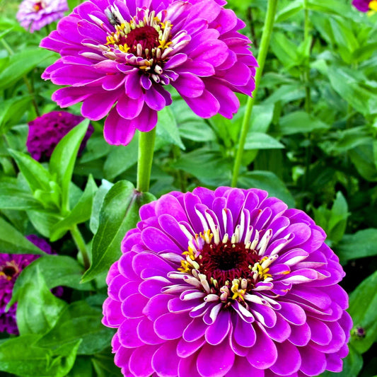 Zinnia Seeds 100+ Purple Flower Mix, Lavender Elegans Annual, USA Grown, Free Shipping