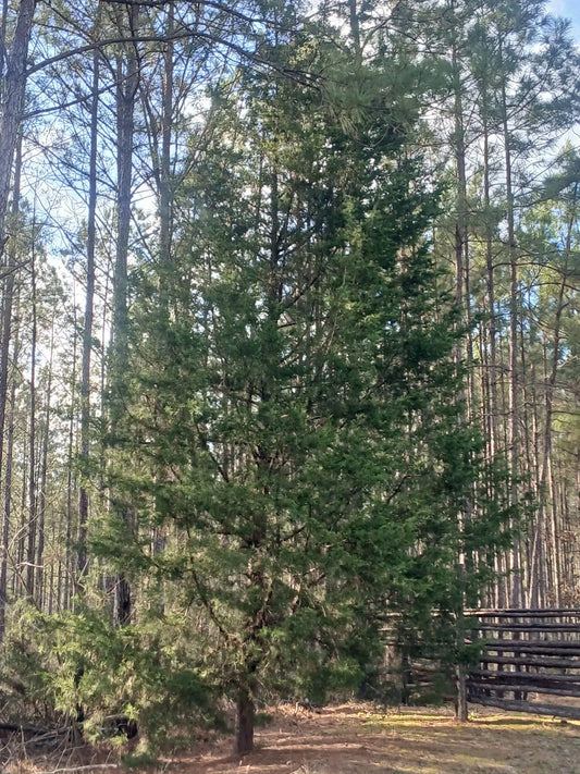 3 Live Southeastern Red Cedar Trees Seedlings 10-12" Bare Root (Juniperus virginiana)