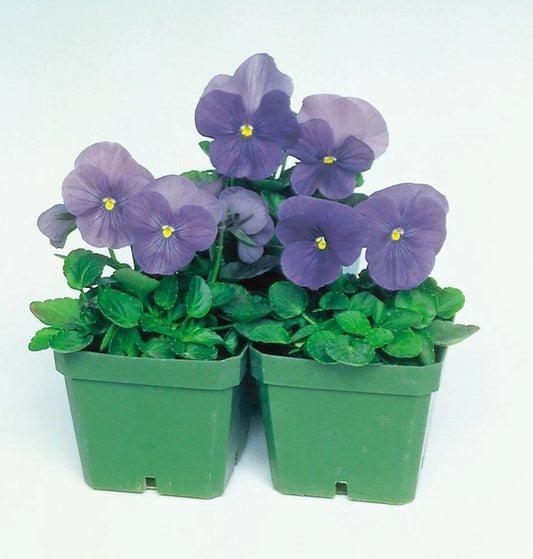 Pansy Seeds - 50 Count - Delta Premium True Blue - Viola wittrockiana