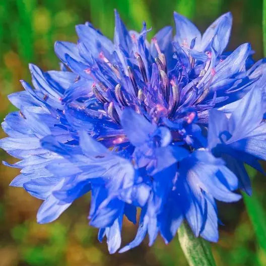 Cornflower Seeds 400 Count Blue Dwarf Heirloom Non-GMO Cutflowers Centaurea cyanus