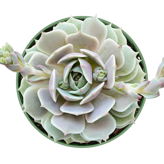 Echeveria Lola Succulent Plant in 4 Inch Planter Pot | Live Fresh Rosette Succulent | Fully Rooted Echeveria