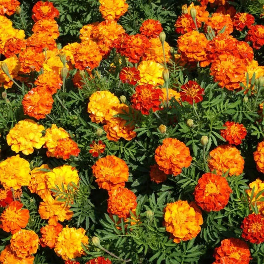 Marigold Flower Seeds - 75 Count Sparky Mix Garden Seeds - Bright Colorful Blooms - Tagetes spp.
