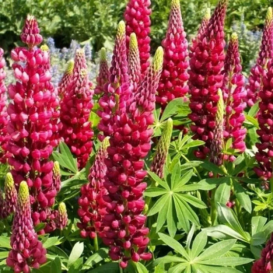 Red Russell Lupine Seeds - My Castle Variety, Red Castle Color - Free Shipping Available - Lupinus polyphyllus