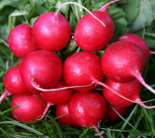 Radish Seeds, 180 Count, Cherry Belle Early Variety, White Inside, USA GroCo, 23 Days to Harvest