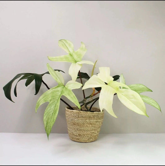 Philodendron Cutting - Florida Ghost Variety - Rare Indoor Plant - Philodendron 'Florida Ghost'