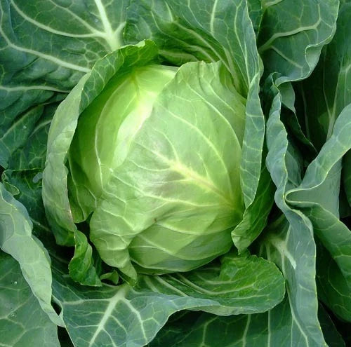 Cabbage Seeds 150 Count Packet Copenhagen Market Brassica oleracea