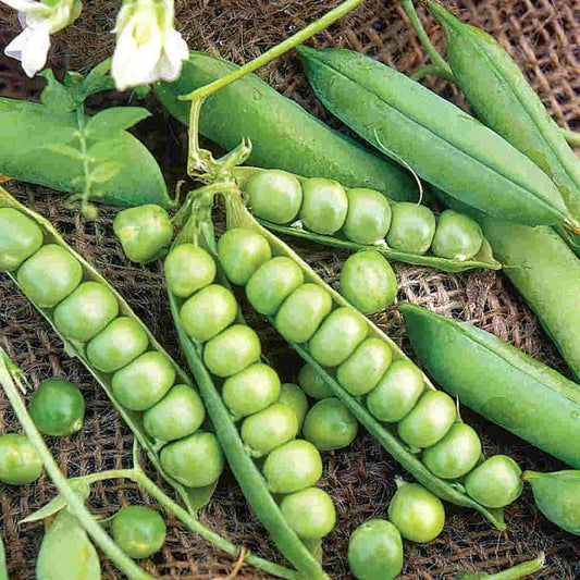Little Marvel Garden Pea Seeds - Compact Semi-Dwarf Shelling Variety, NON-GMO, Pisum sativum