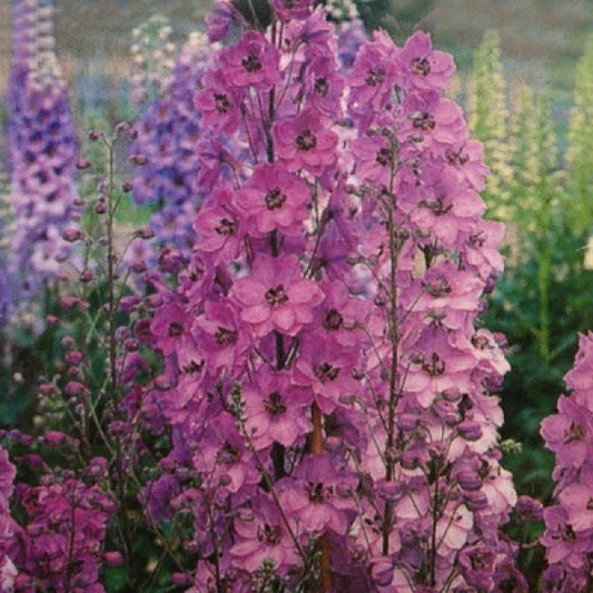 Delphinium Plants 3 Inch Pacific Giant Series Astolat Variety Symmetrical Flowers - Delphinium elatum